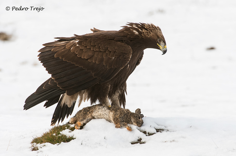 Águila real (Aguila chrysaetos)